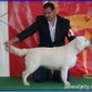 Aslan (Zampanzar Silver Class)
www.SerendipityDog.es
Cria Responsable y Familiar del Golden Retriever